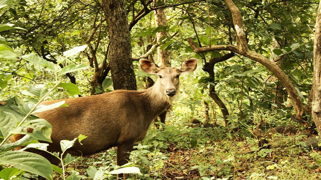 wildlife-safari-satmaliya-deer-park