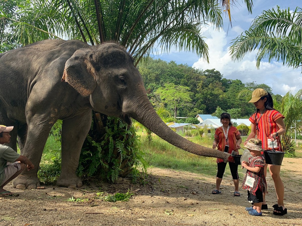phuket-elephant