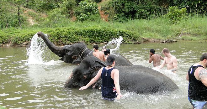 traveliss-elephant
