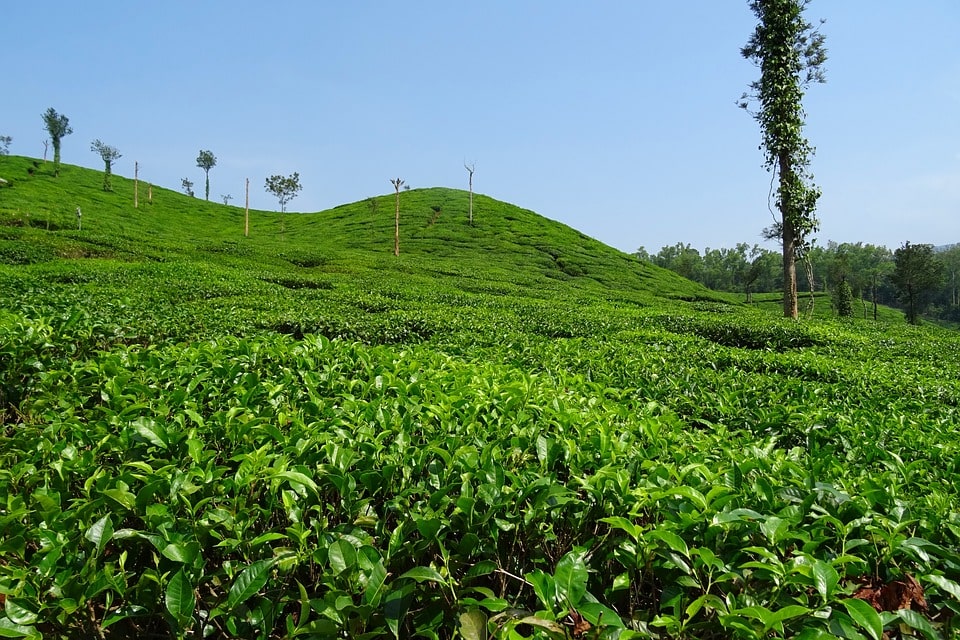 dharamsala-tea-gardens