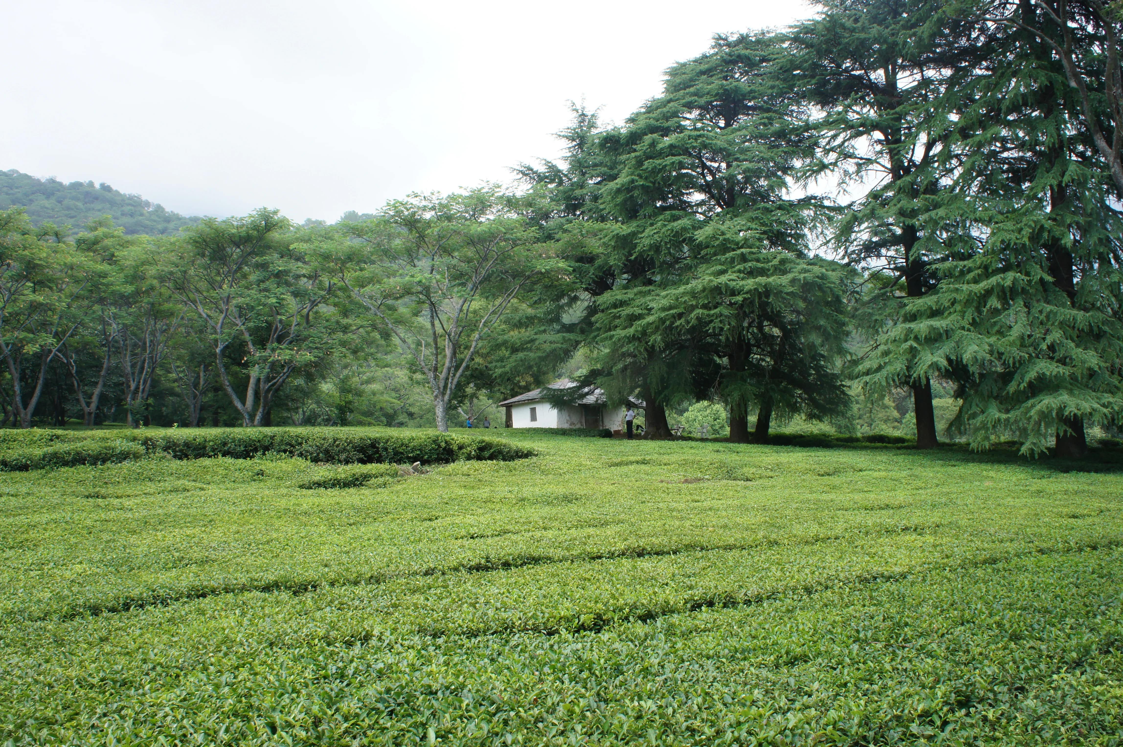 tea-gardens