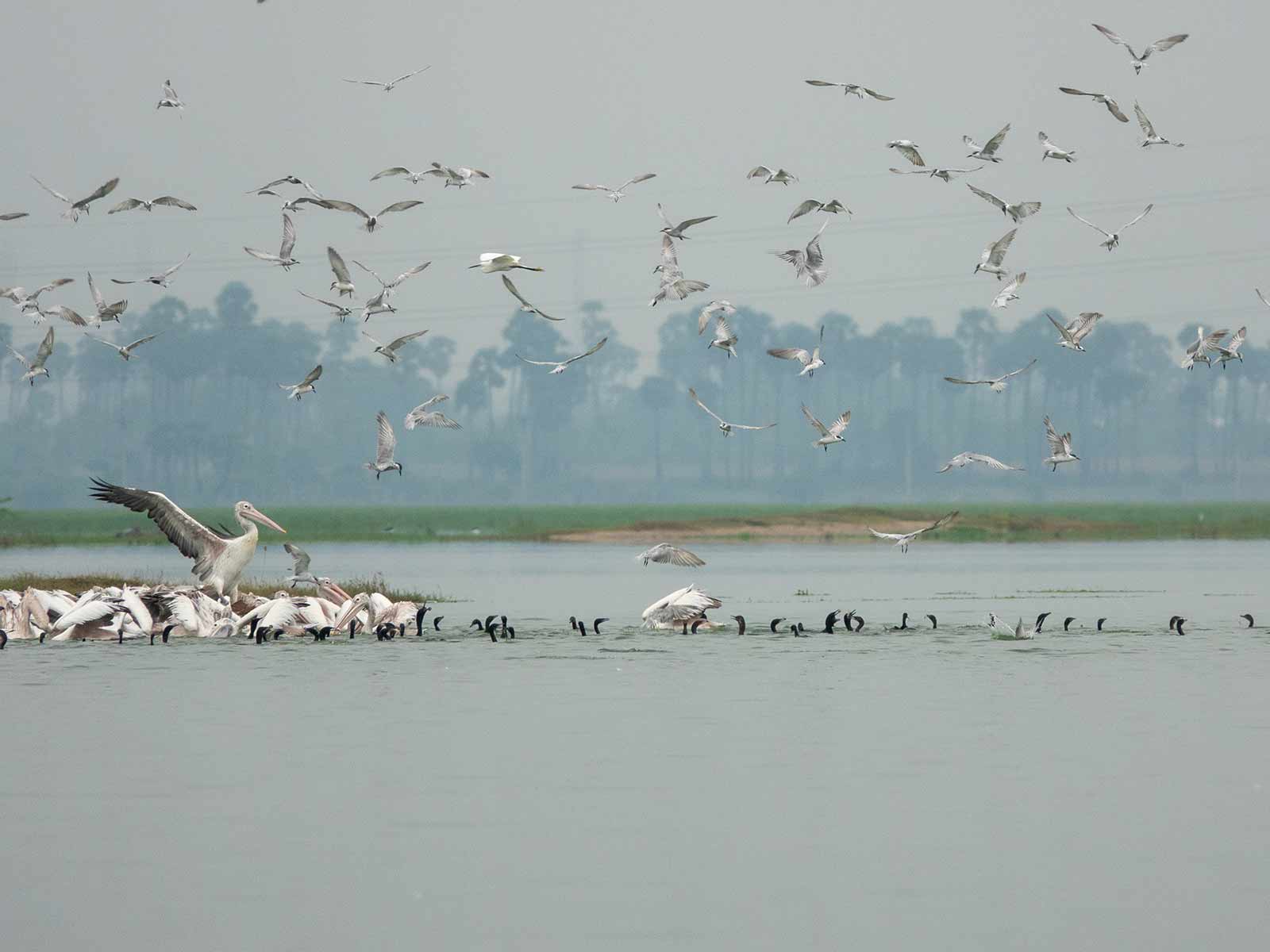 water-bird-sanctuary-in-rameswaram