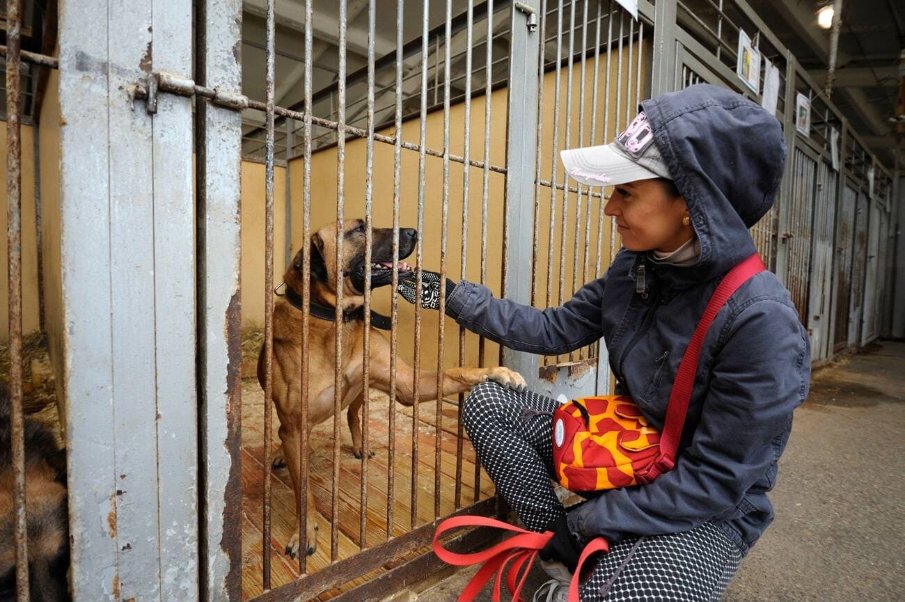 animal-shelter-volunteer-day