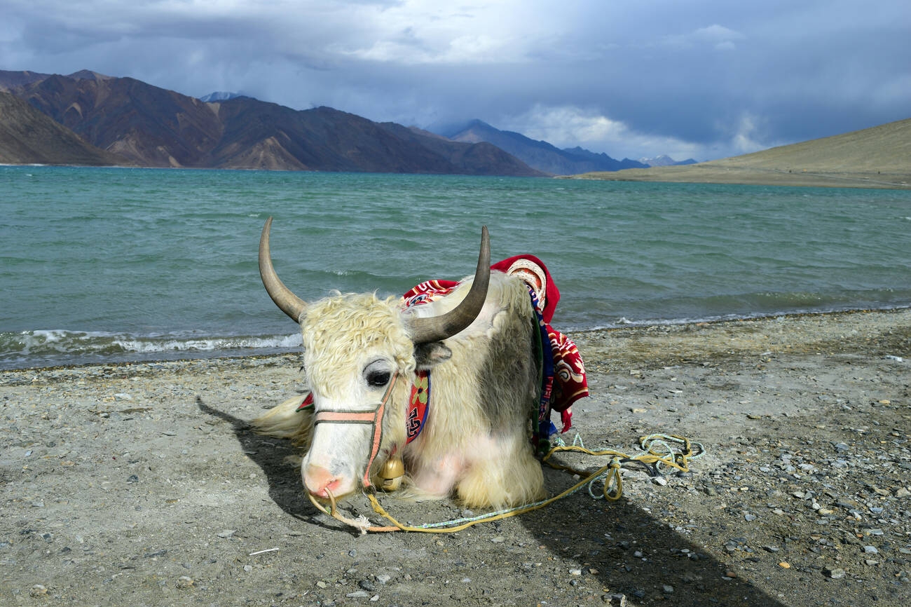 fauna-in-changthang-wildlife-sanctuary