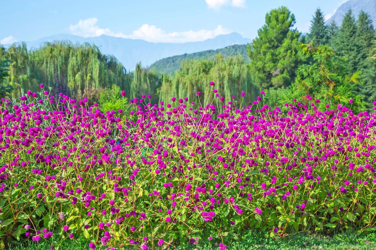 Participate in Kashmir Botanic Garden Tours