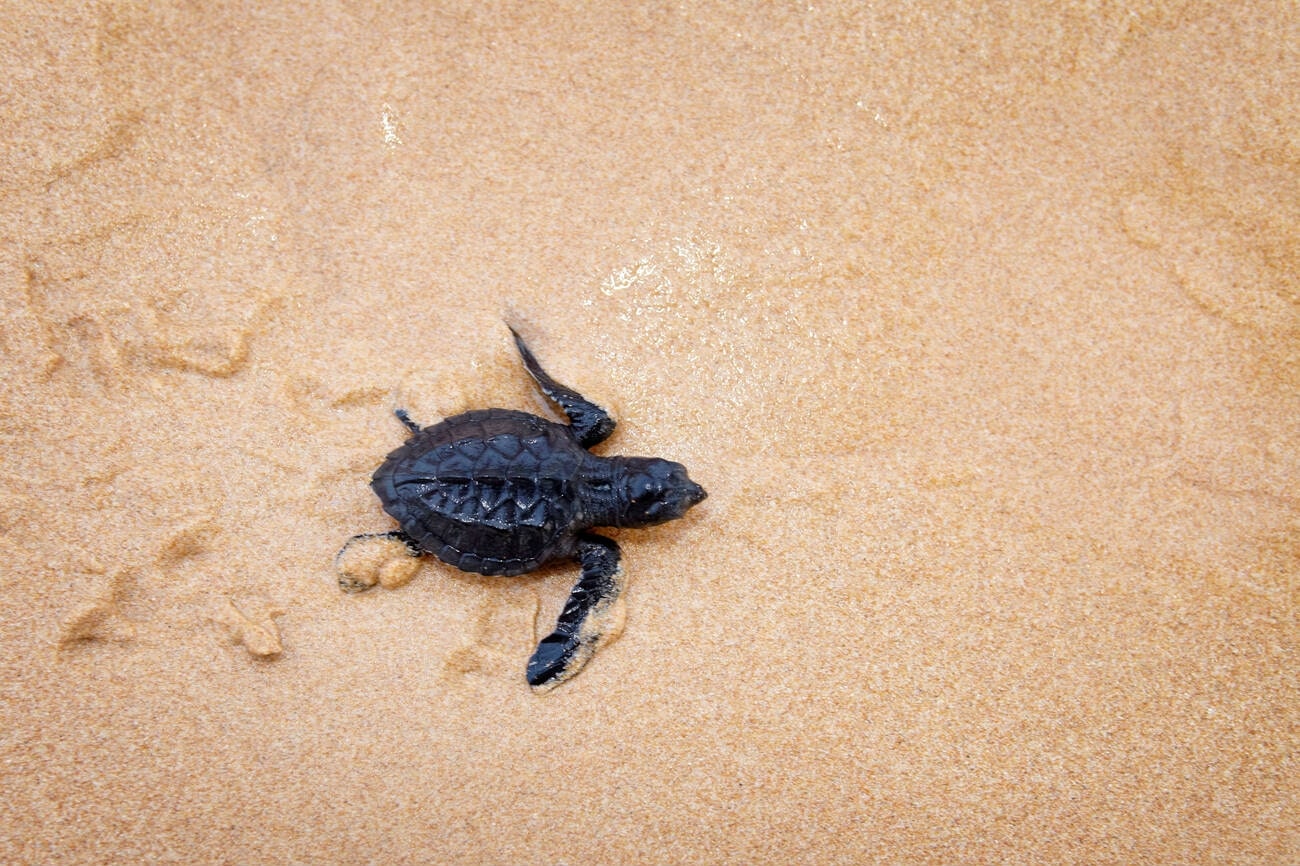 sea-turtle-hatchery
