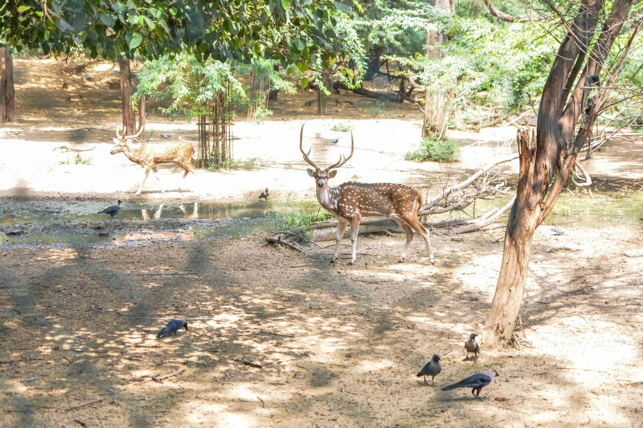 the-deer-park