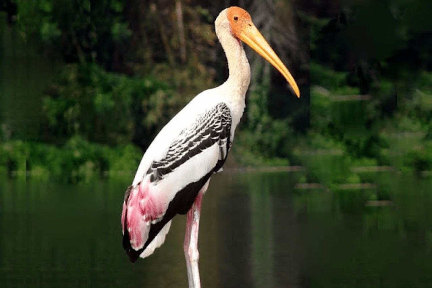 vettangudi-bird-sanctuary