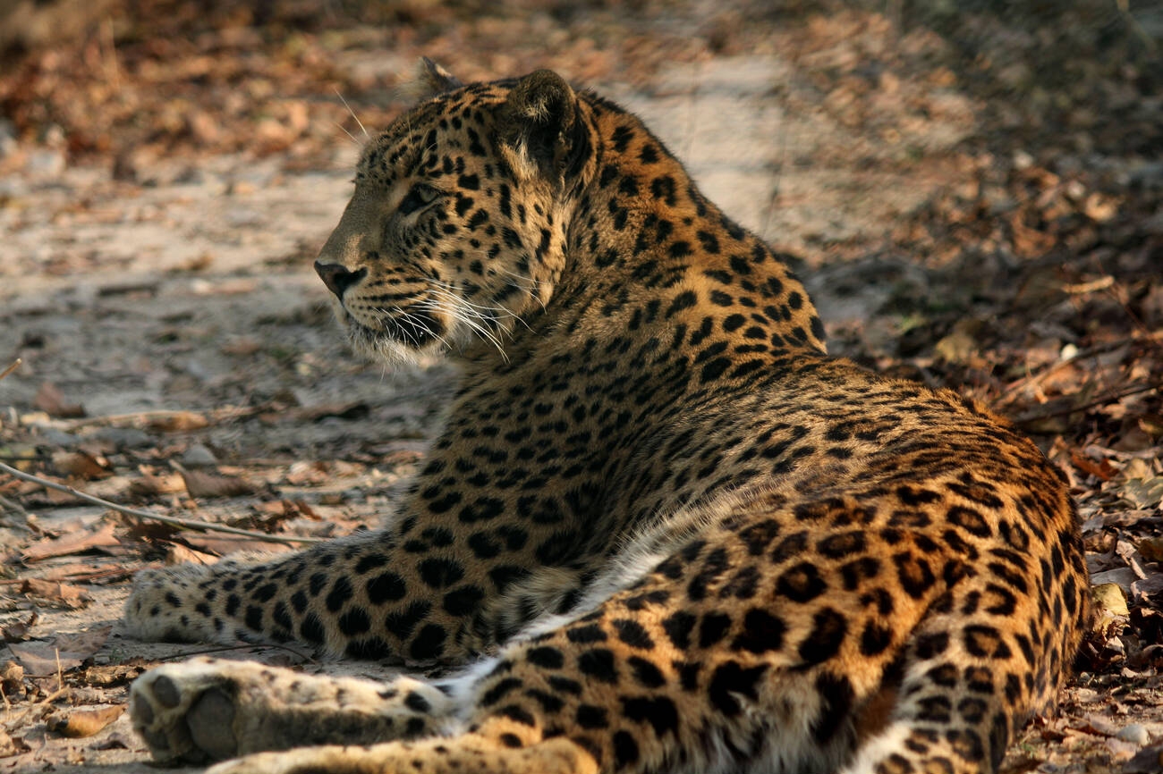a-leopard-taking-rest-in-dachigam-national-park