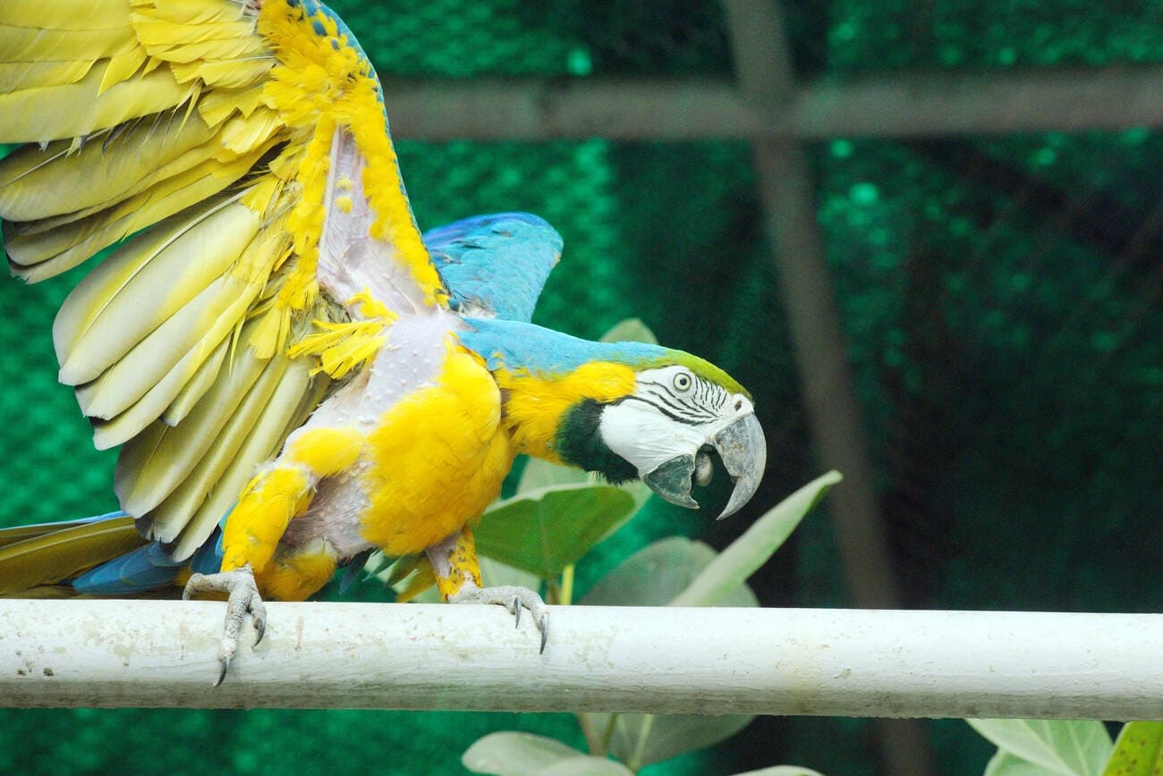 animals-present-in-the-delhi-zoo