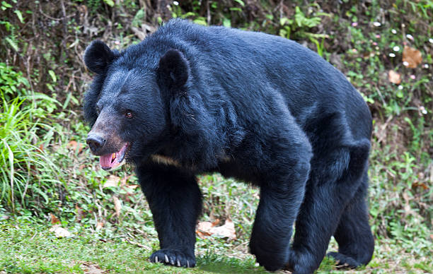 Black bear walking in the grass, Darjeeling, India, Asia.