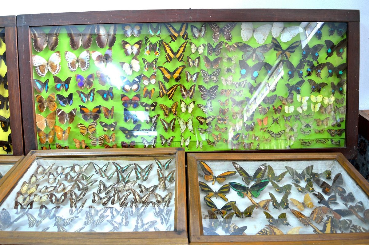 Butterfly Museum in Shillong