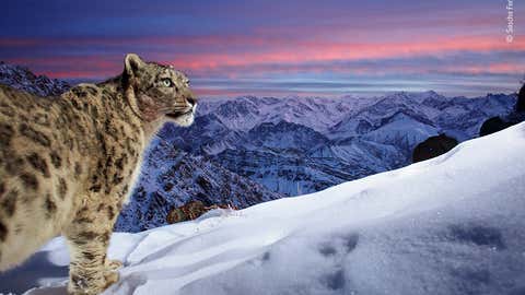 capture-a-sight-of-snow-leopard