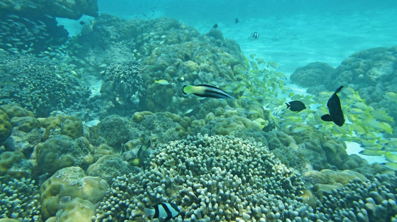coral-reefs-minicoy-island