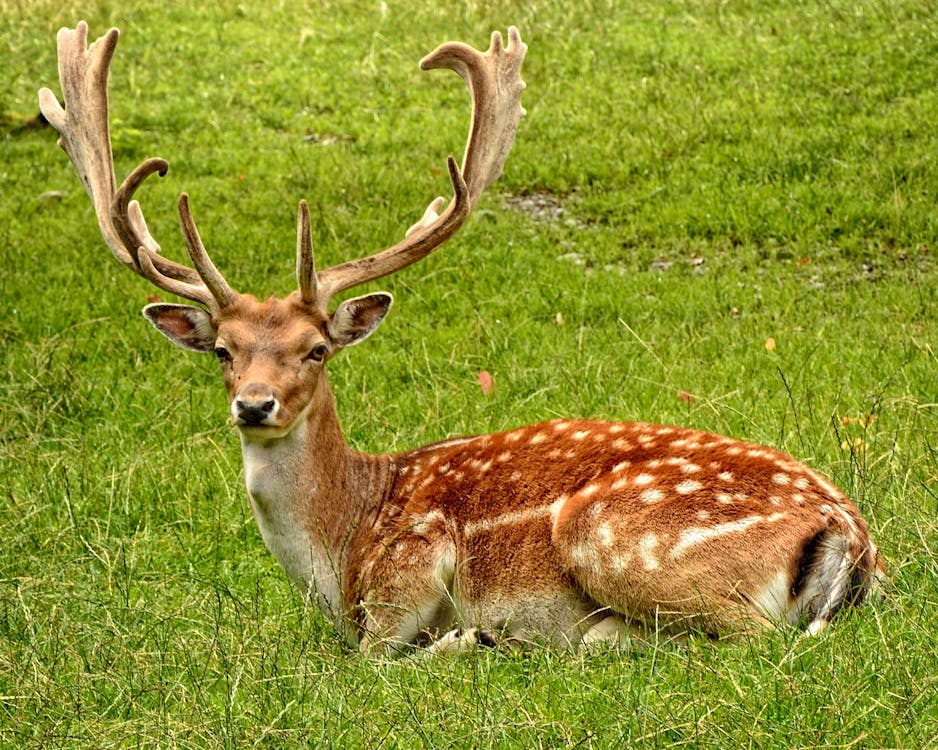 deer-park