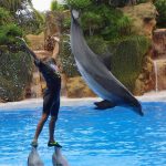 dolphin-show