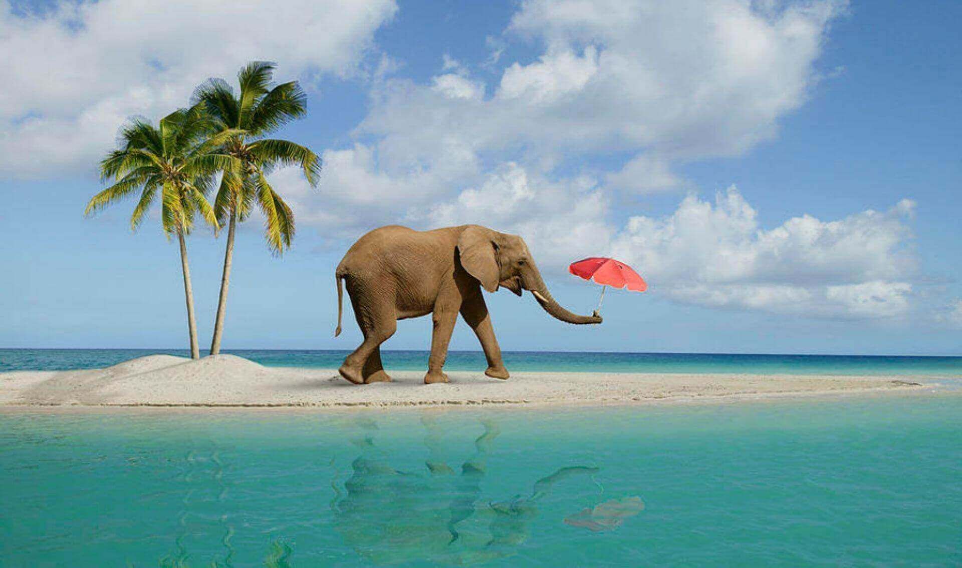 elephant-beach