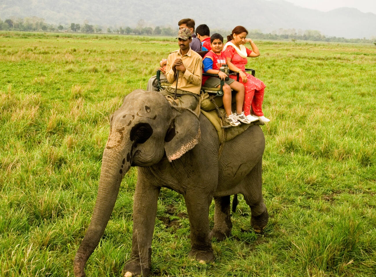 elephnat-safari
