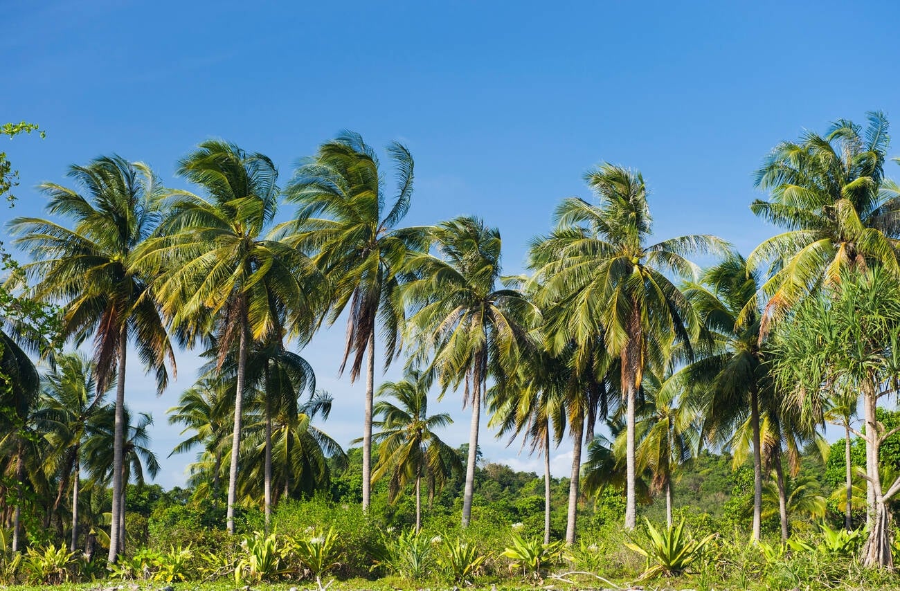 explore-the-minicoy-coconut-groves