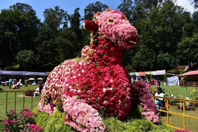 flower-festival-celebration