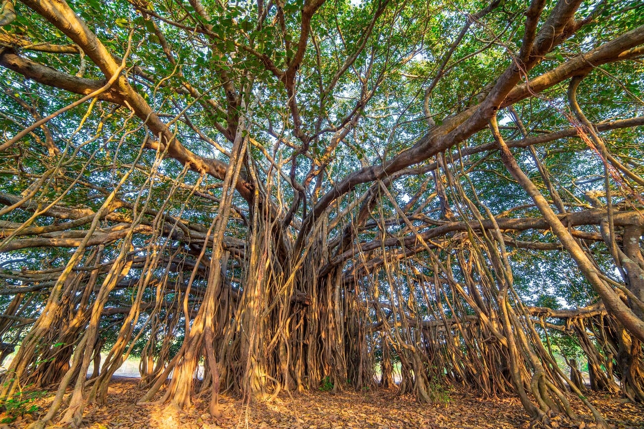 giant-banyan-tree