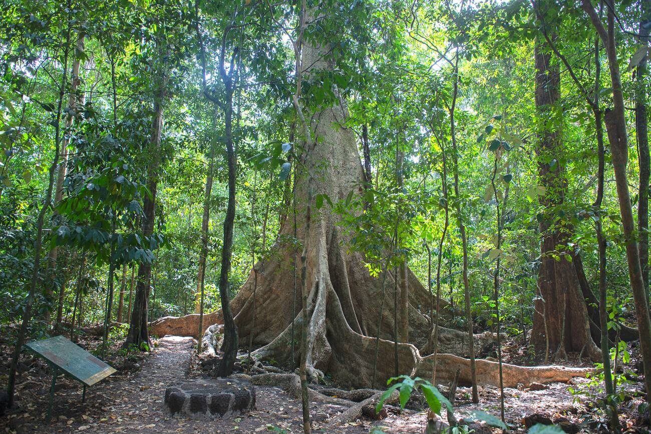 giant-tung-tree