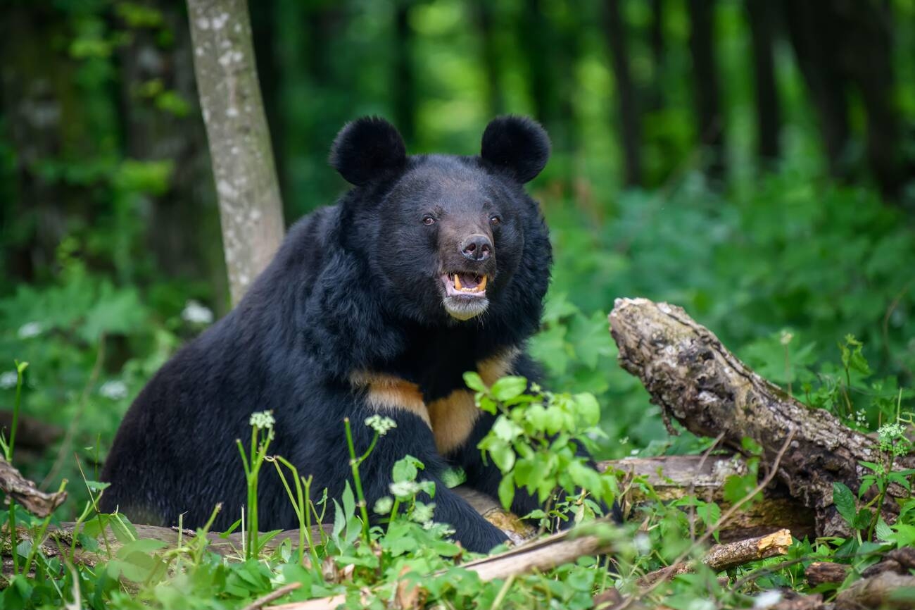 himalayan-black-bear