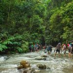 Top 7 Places For Jungle Trekking In Malaysia: Adventure Guide
