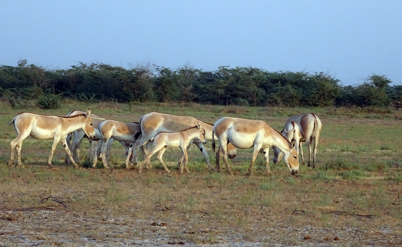 kalapathar-wildlife-sanctuary