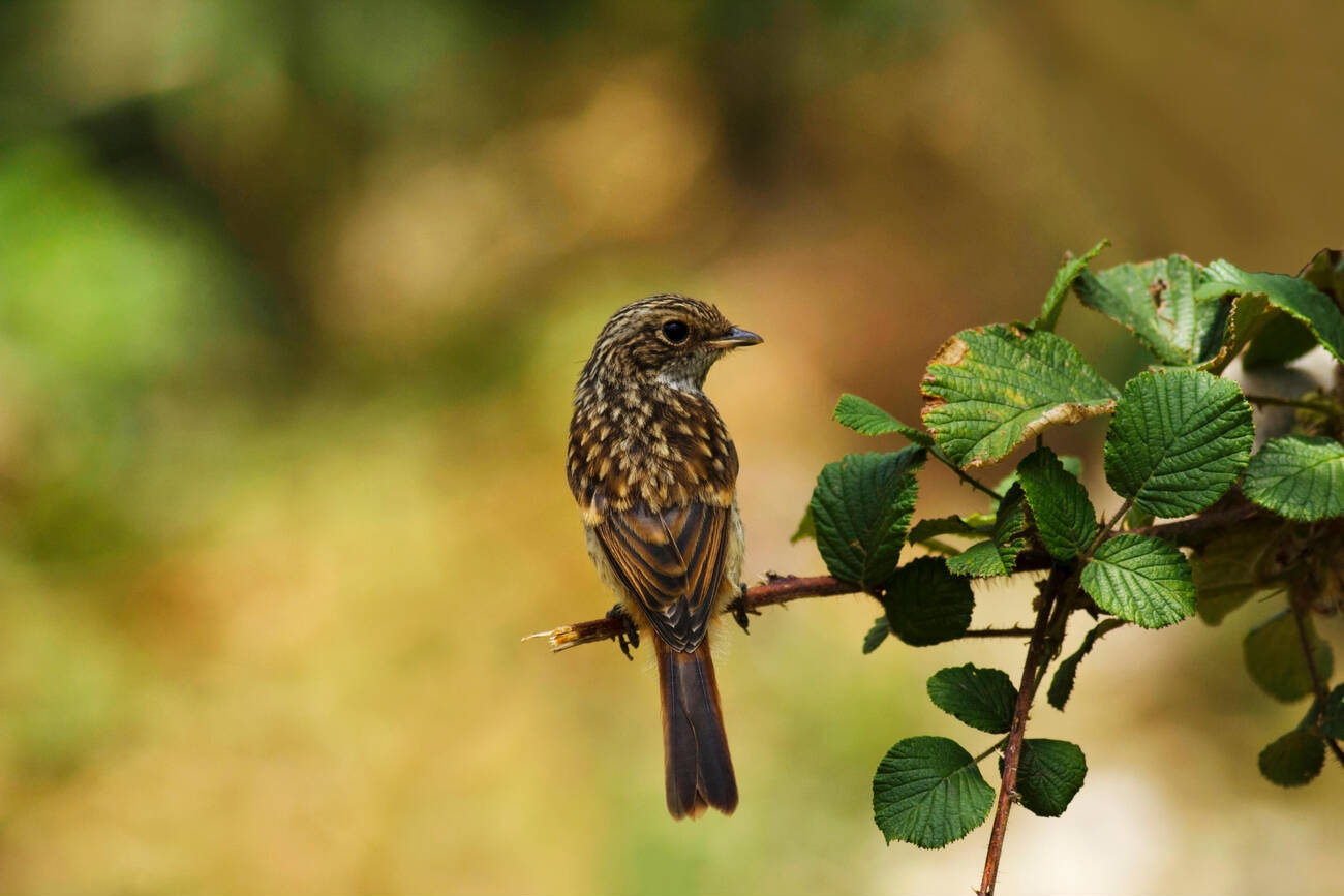 pangot-birdwatching-haven