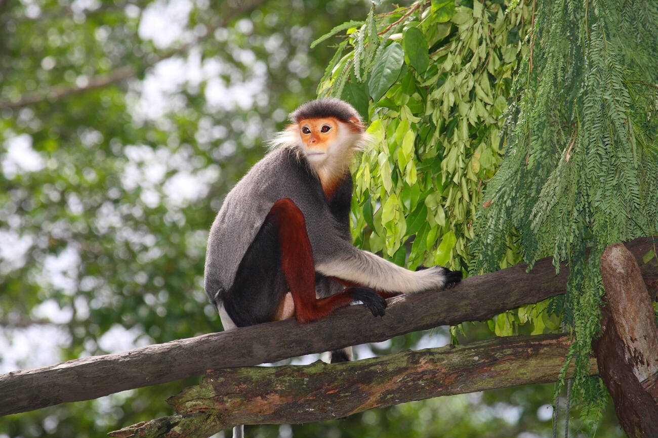 red-shanked-douc-langur