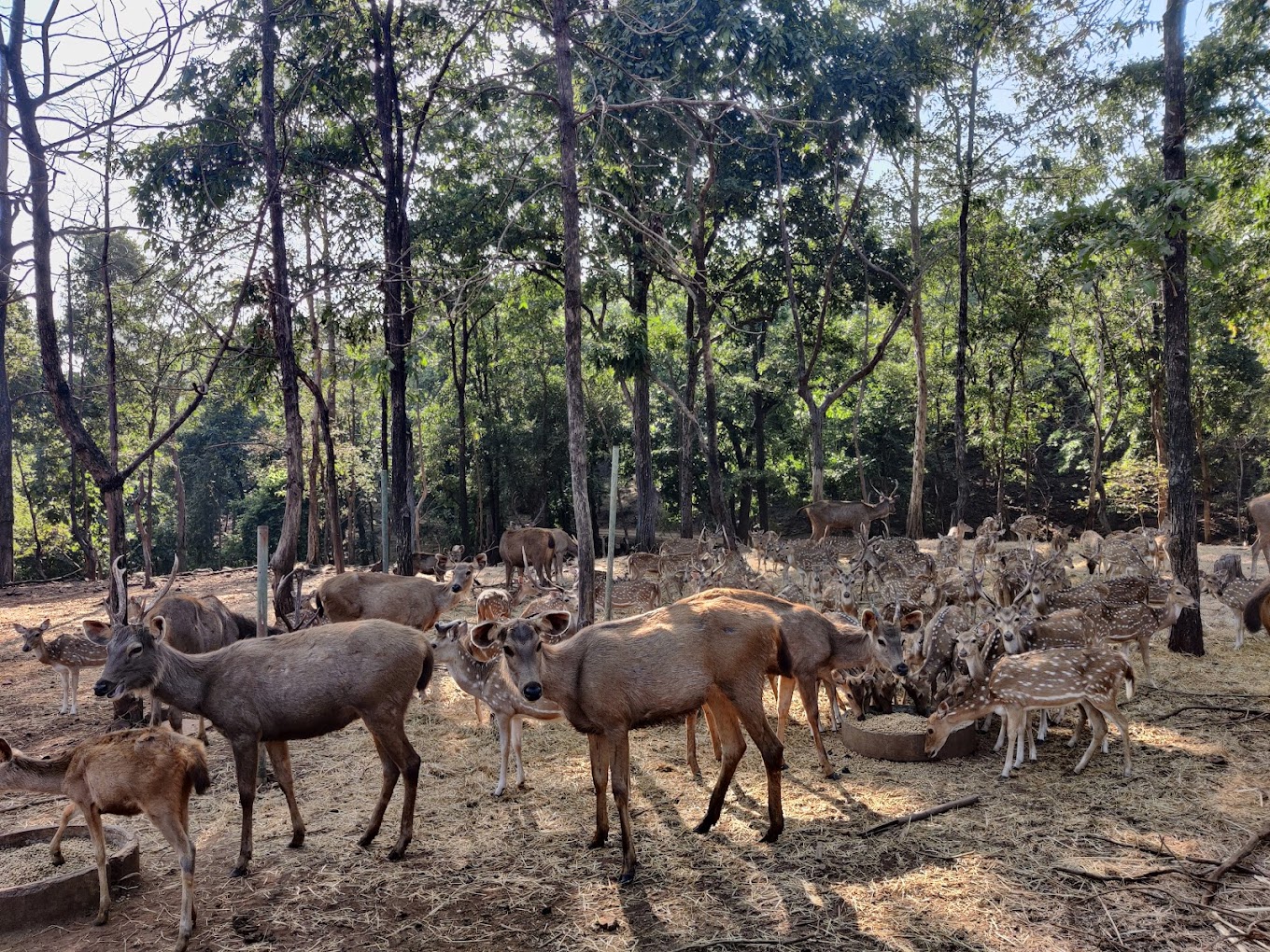 satmaliya-deer-park