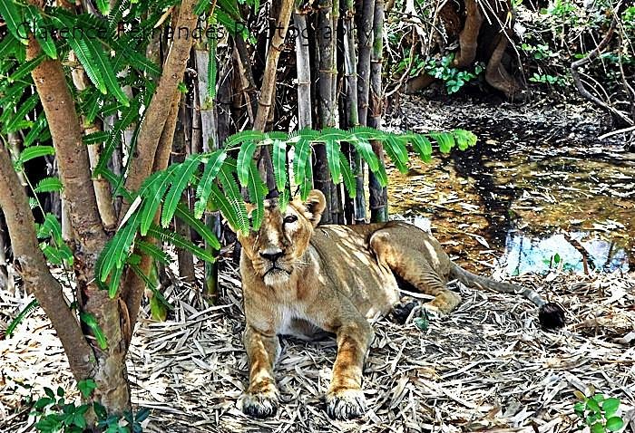 silvassa-vasona-lion-safari