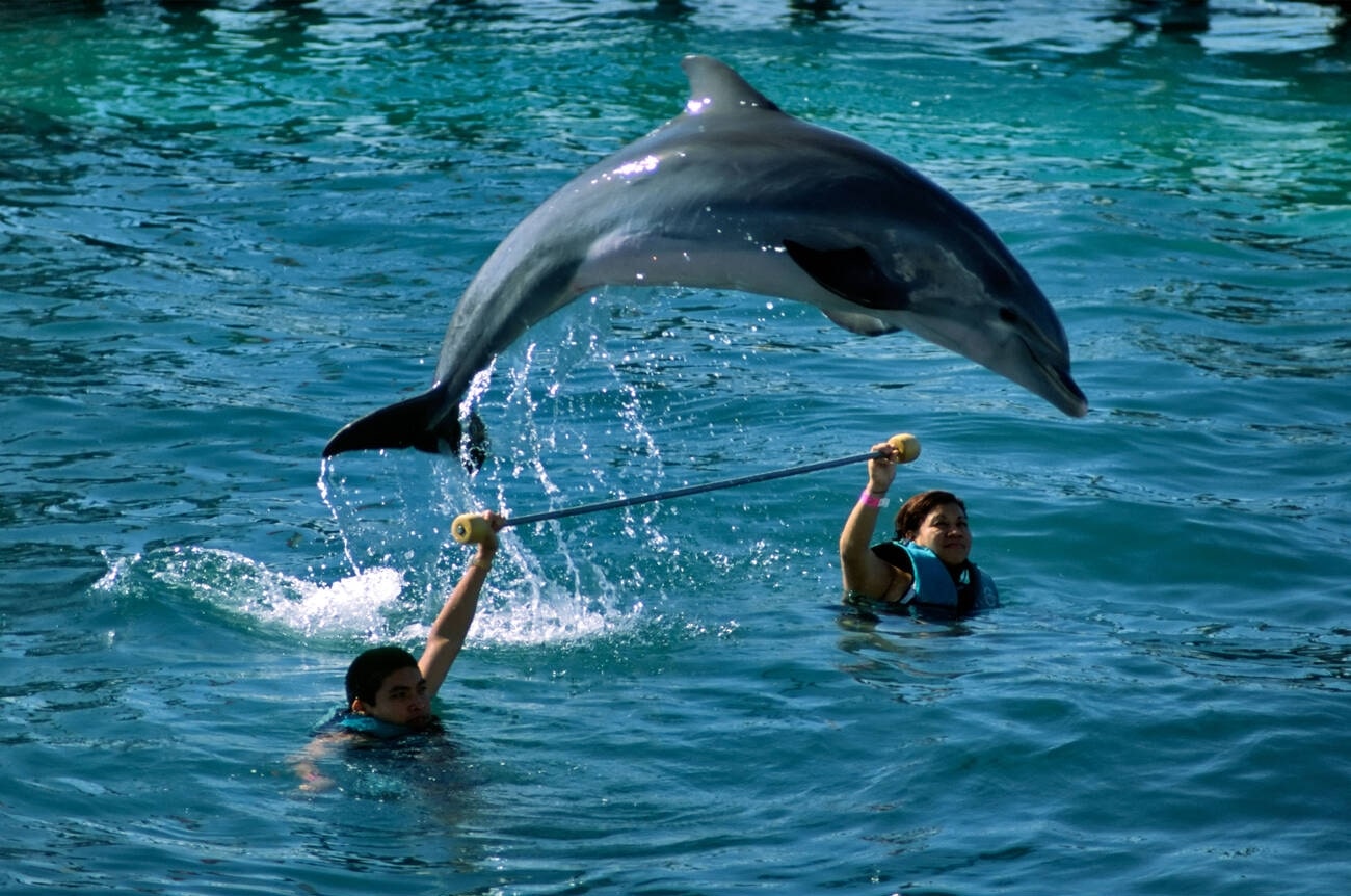 swim-with-dolphins-min