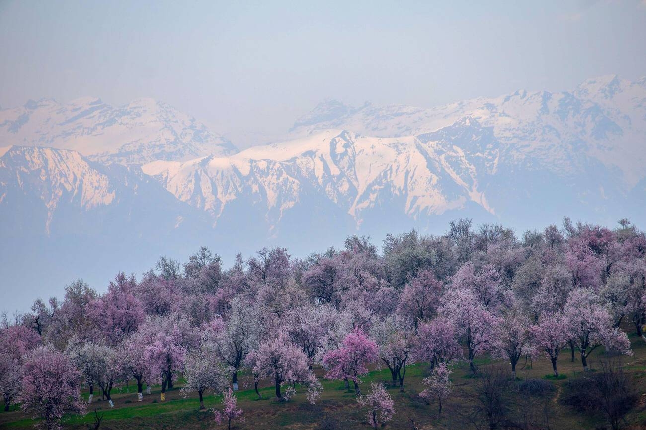 Top 20 Things to do in Pulwama Kashmir: