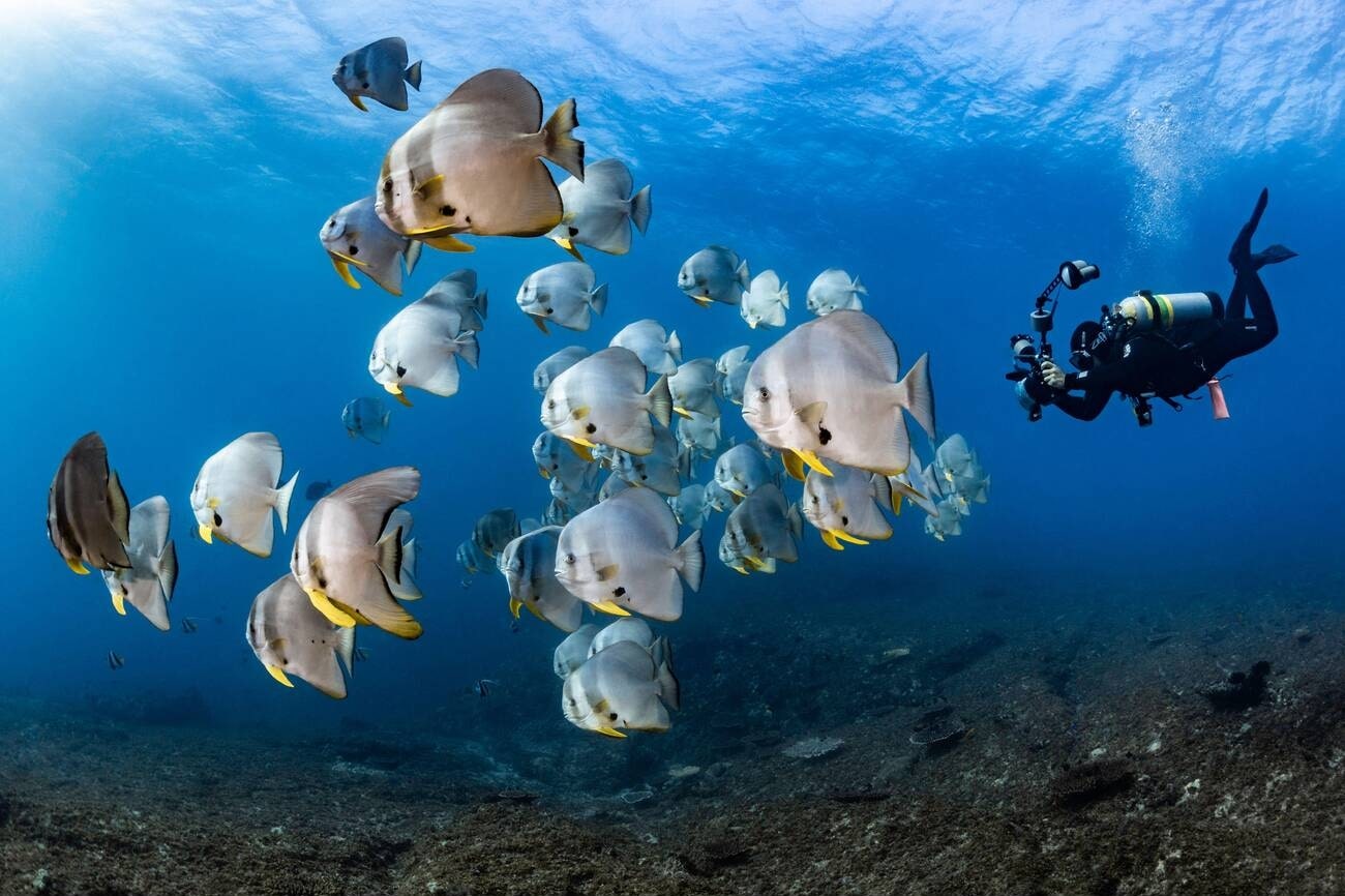 underwater-photography-at-lighthouse-reef