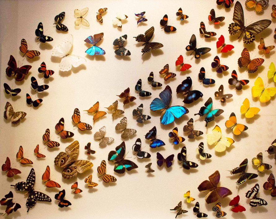 Unique Features of Butterfly Museum