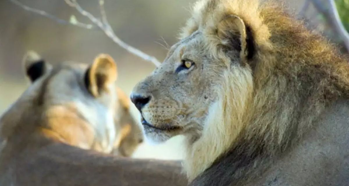 vasona-lion-safari