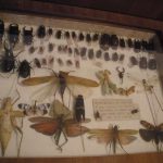 Butterfly Museum/ Wankhar Entomological Museum | travel guide