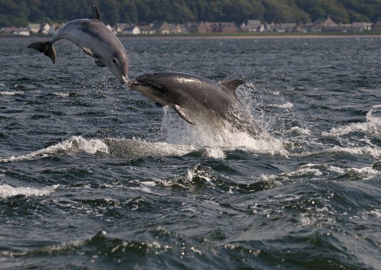 watching-the-dolphins-dance