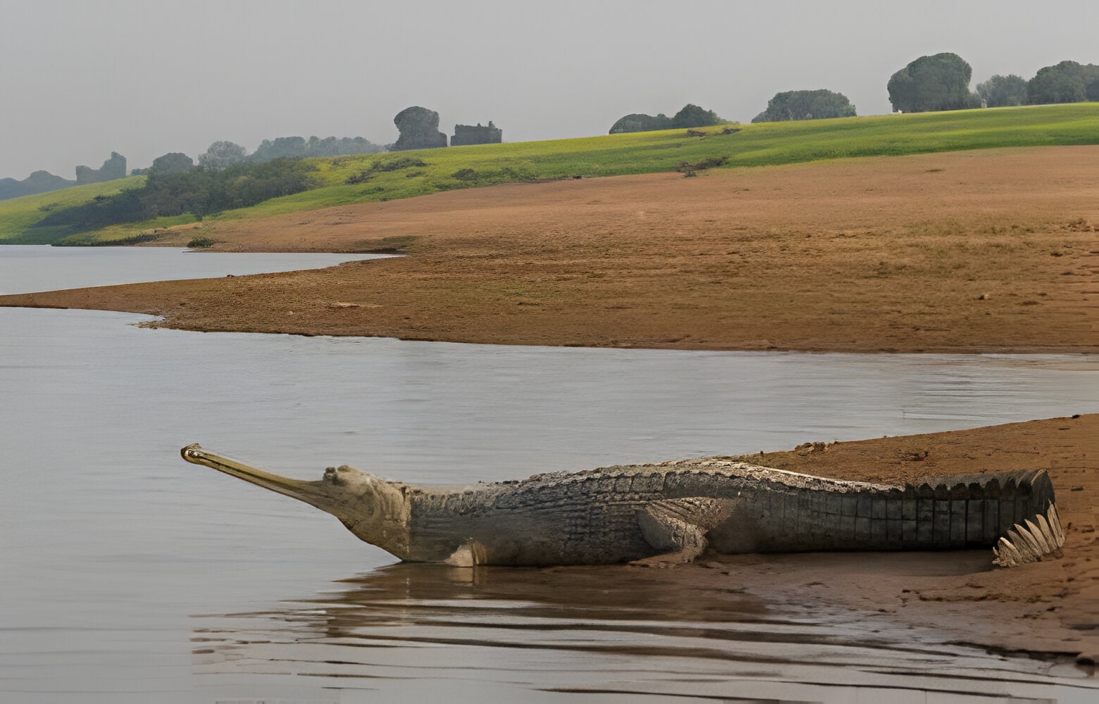 wildlife-safari-at-chambal-river