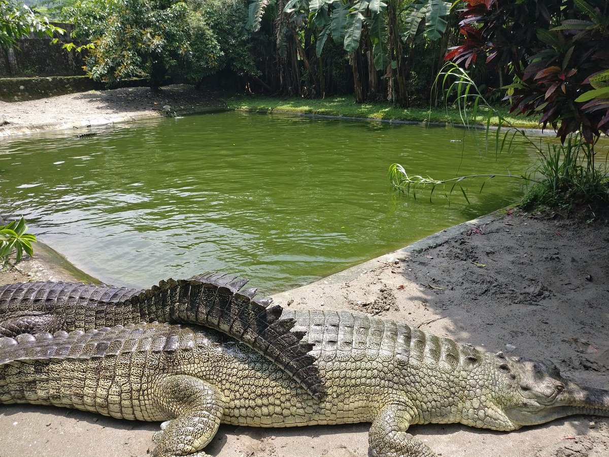 amo-chhu-crocodile-breeding-centre
