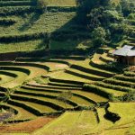 Vibrant Traditions and Natural Beauty: A Travel Guide to Bac Ha, Vietnam