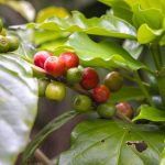 Coffee Plantations in Bali: Don’t Miss Luwak Coffee