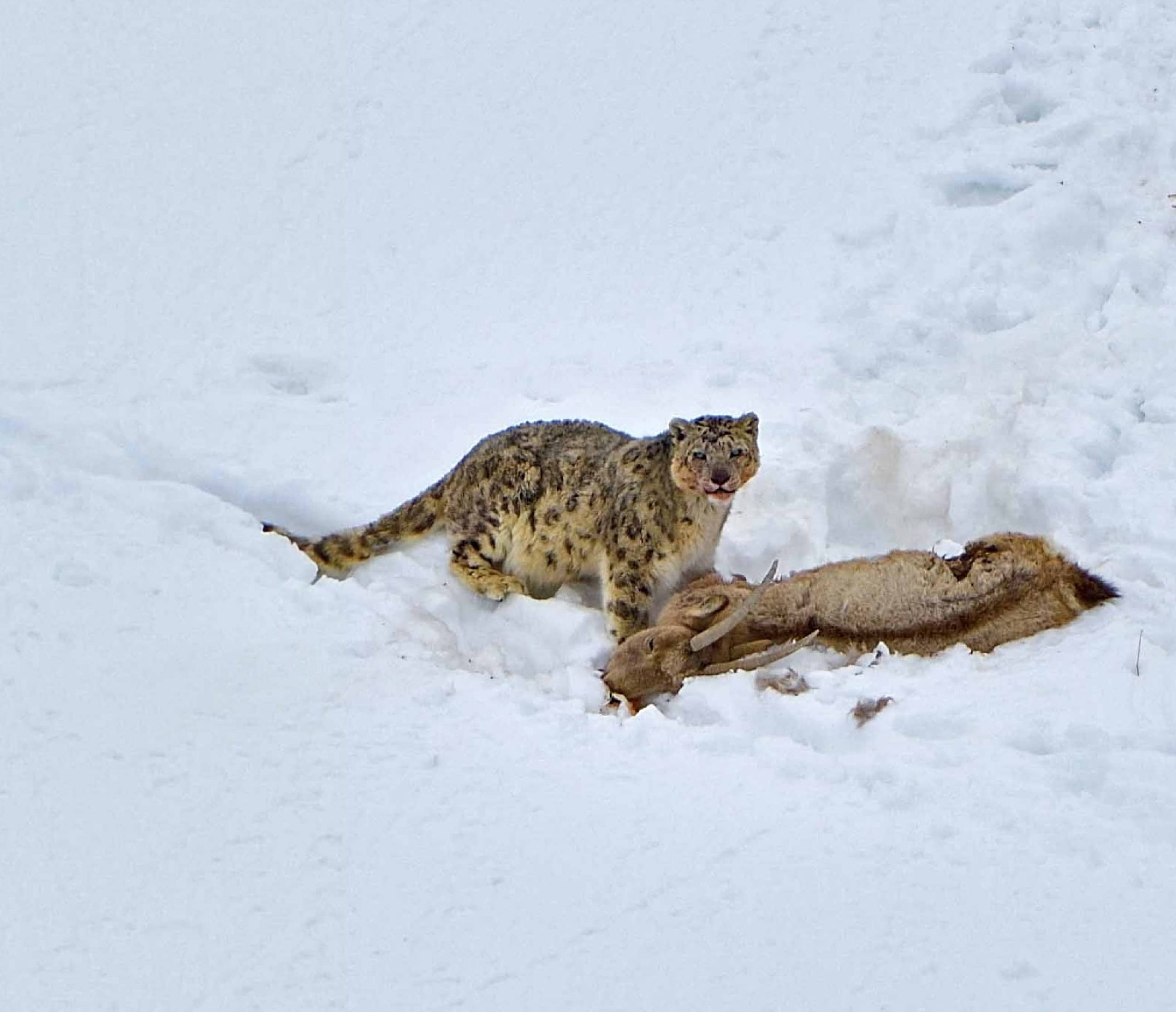 kibber-village-snow-leopard-sighting