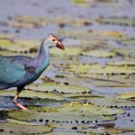 Kumarakom Bird Sanctuary: Travel Guide for Bird Watchers!
