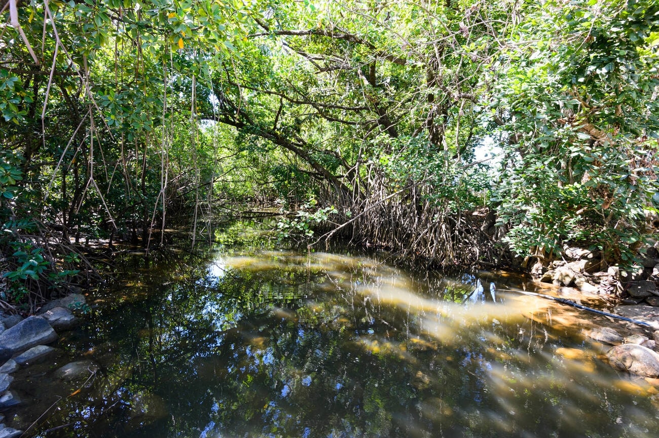 mangrove-creek