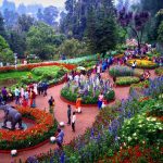 Ooty Flower Festival 2024: 126th Annual Event On May 17-22!