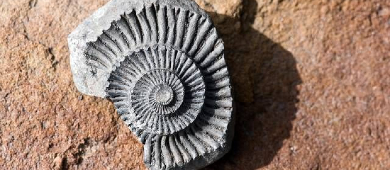 fossil-hunting-in-spiti-valley
