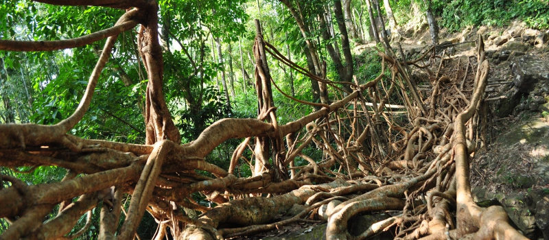 umkar-root-bridge